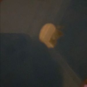 Meet your Posher, Jocelyn